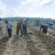 Polsek Kabun Turun ke Lahan, Gerakkan Swasembada Pangan Bersama Warga Desa Aliantan