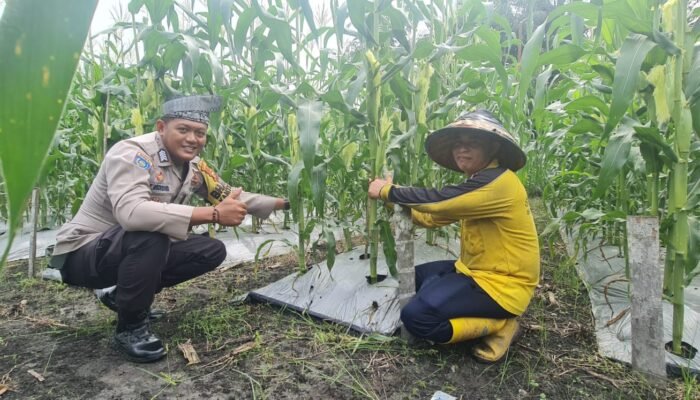 Polsek Tambusai Utara Hadir di Tengah Petani Jagung, Perkuat Keamanan dan Ketahanan Pangan