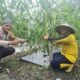 Polsek Tambusai Utara Hadir di Tengah Petani Jagung, Perkuat Keamanan dan Ketahanan Pangan