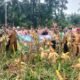 Polsek Tandun Dorong Swasembada Pangan Lewat Penanaman Jagung di Desa Koto Tandun
