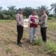 Polsek Kabun Dukung Swasembada Pangan Lewat Penanaman Jagung di Desa Giti