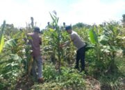 Gerakan Nyata Polsek Tambusai Utara Dukung Ketahanan Pangan dan Kesejahteraan Petani di Desa Mahato
