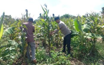 Gerakan Nyata Polsek Tambusai Utara Dukung Ketahanan Pangan dan Kesejahteraan Petani di Desa Mahato