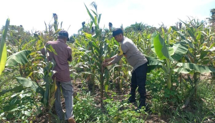 Gerakan Nyata Polsek Tambusai Utara Dukung Ketahanan Pangan dan Kesejahteraan Petani di Desa Mahato