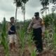Polsek Tandun Dorong Swasembada Pangan, Lahan Kosong Tandun Barat Disulap Menjadi Produktif