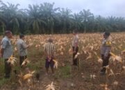 Polsek Rambah Hilir Sukses Wujudkan Swasembada Pangan di Desa Rambah Muda