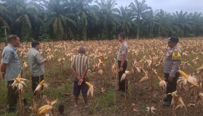 Polsek Rambah Hilir Sukses Wujudkan Swasembada Pangan di Desa Rambah Muda