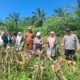 Polsek Rambah Hilir Kawal Panen Jagung di Sungai Sitolang, Dukung Penguatan Swasembada Pangan Nasional