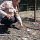 Polsek Rokan IV Koto Pantau Pertumbuhan Jagung Petani, Dukung Ketahanan Pangan Nasional