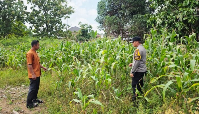 Polsek Tandun dan Masyarakat Monitoring Jagung Pipil, Wujud Polisi Cinta Petani