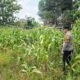 Polsek Tandun dan Masyarakat Monitoring Jagung Pipil, Wujud Polisi Cinta Petani