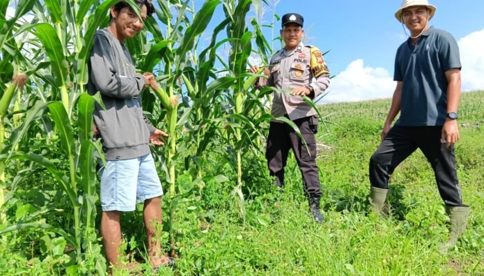 Polsek Kabun Wujudkan Polisi Cinta Petani melalui Ketahanan Pangan Jagung di Batulangkah Besar