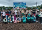 Polsek Tambusai Utara Perkuat Ketahanan Pangan melalui Penanaman Jagung di Mahato Sakti