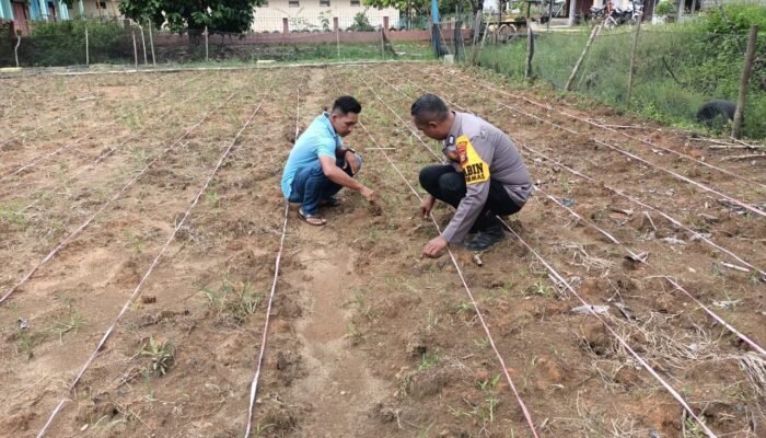 Penguatan Swasembada Pangan, Polsek Rokan IV Koto Pantau Pertumbuhan Jagung di Desa Suligi