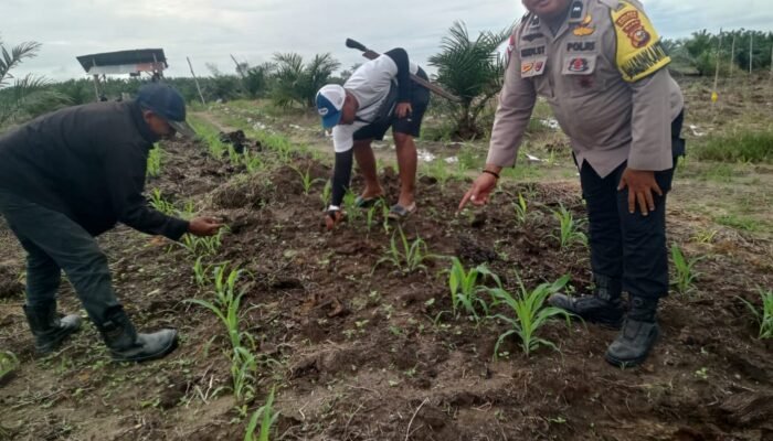 Polsek Kabun Gencarkan Swasembada Pangan, Jagung Bumdes Aliantan Dipantau Ketat 