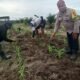Polsek Kabun Gencarkan Swasembada Pangan, Jagung Bumdes Aliantan Dipantau Ketat 