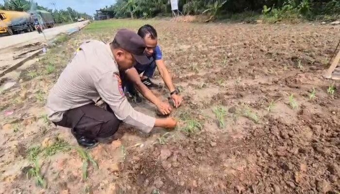 Dari Lahan Warga untuk Negeri, Polsek Sungai Sembilan Kawal Program Ketahanan Pangan Nasional