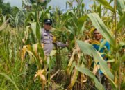 Polsek Kepenuhan Pantau Jagung Pipil, Perkuat Ketahanan Pangan