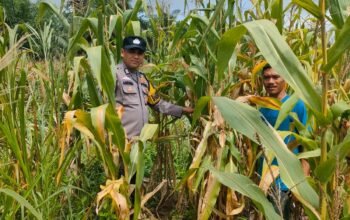 Polsek Kepenuhan Pantau Jagung Pipil, Perkuat Ketahanan Pangan