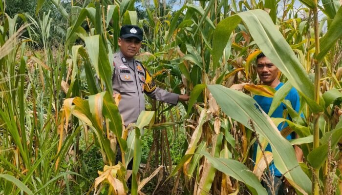 Polsek Kepenuhan Pantau Jagung Pipil, Perkuat Ketahanan Pangan