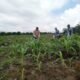 Polsek Kabun dan Petani Optimalkan Jagung Tumpang Sari Perkuat Swasembada Pangan Nasional