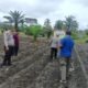 Polisi Cinta Petani, Polsek Kunto Darussalam Turun ke Lahan Jagung Perkuat Ketahanan Pangan Masyarakat
