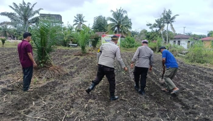 Komitmen Nyata Polsek Kunto Darussalam: Mengawal Ketahanan Pangan Nasional dari Lahan Jagung Pasir Luhur