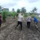 Komitmen Nyata Polsek Kunto Darussalam: Mengawal Ketahanan Pangan Nasional dari Lahan Jagung Pasir Luhur