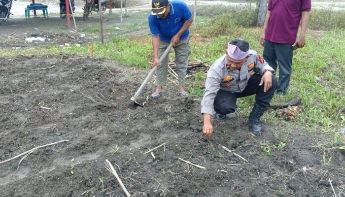 Perkuat Ketahanan Pangan, Polsek Kunto Darussalam Lakukan Pendampingan Petani di Pasir Luhur