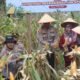 Panen Raya Jagung Serentak 2026, Polres Dumai Optimalkan Lahan Produktif untuk Ketahanan Pangan