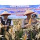 Dukung Swasembada Pangan, Polres Madiun Gelar Panen Raya Jagung Serentak Kuartal II 2026