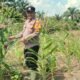Dukung Swasembada Pangan Nasional, Polsek Tandun Bersama Warga Perawatan Jagung Pipil di Tandun Barat