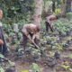 Polsek Sungai Sembilan Bersama Petani Perkuat Ketahanan Pangan Lewat Pekarangan Bergizi di Lubuk Gaung