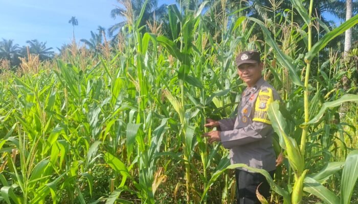 Dukung Swasembada Pangan, Polsek Rambah Hilir Pantau Perkembangan Jagung Hibrida di Pasir Jaya