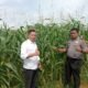 Polres Rokan Hulu Pantau Pertumbuhan Jagung Hibrida, Siapkan 6 Hektare Lahan Baru untuk Mendukung Ketahanan Pangan