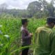 Ketahanan Pangan Nasional, Polsek Tandun dan Pemdes Tandun Pantau Pertumbuhan Jagung