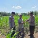 Polsek Ujungbatu Dukung Swasembada Pangan, Salurkan Bantuan Racun Hama kepada Petani Jagung di Desa Ngaso