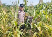 Polsek Kepenuhan Turun ke Lahan, Pastikan Pertumbuhan Jagung Warga Optimal untuk Dukung Ketahanan Pangan.
