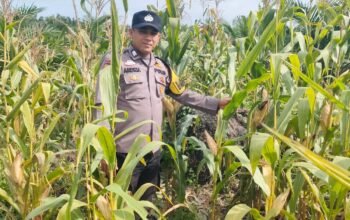 Dukung Ketahanan Pangan, Polsek Kepenuhan Turun Langsung Cek Perkembangan Jagung Warga