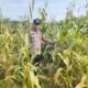 Dukung Ketahanan Pangan, Polsek Kepenuhan Turun Langsung Cek Perkembangan Jagung Warga