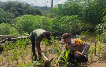 Polisi Cinta Petani, Polsek Rokan IV Koto Turun Langsung Cek Jagung Hibrida di Desa Pemandang