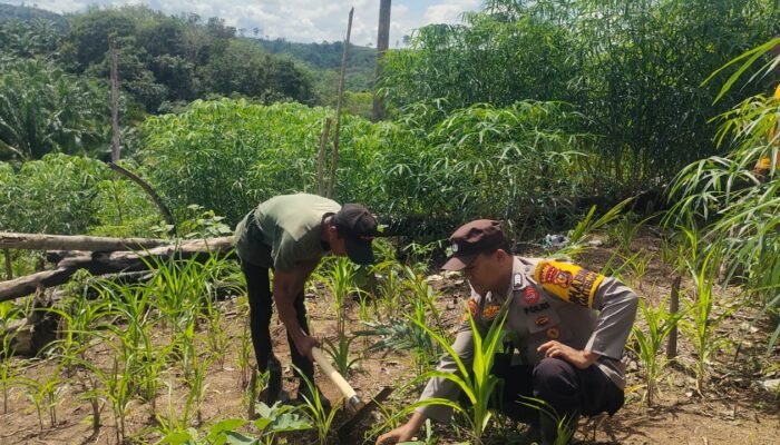 Polisi Cinta Petani, Polsek Rokan IV Koto Turun Langsung Cek Jagung Hibrida di Desa Pemandang