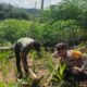 Polisi Cinta Petani, Polsek Rokan IV Koto Turun Langsung Cek Jagung Hibrida di Desa Pemandang