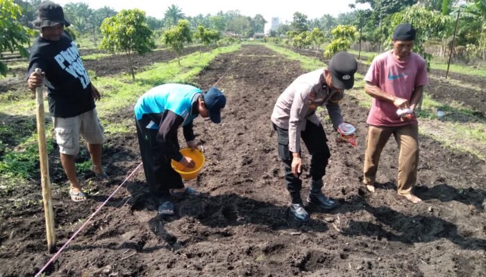 Polsek Tambusai Utara Bersama Petani Perkuat Ketahanan Pangan, Bukti Nyata Polisi Cinta Petani