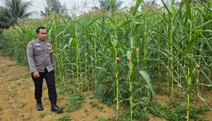 Polsek Bagan Sinembah Tancap Gas Dukung Asta Cita Presiden, Jagung Pipil Tumbuh Subur di Lahan Ketahanan Pangan