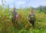 Polsek Rambah Hilir Kawal Ketahanan Pangan, Jagung Pasir Jaya Siap Panen