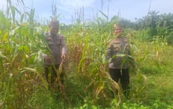 Polsek Rambah Hilir Kawal Ketahanan Pangan, Jagung Pasir Jaya Siap Panen