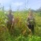 Polsek Rambah Hilir Kawal Ketahanan Pangan, Jagung Pasir Jaya Siap Panen