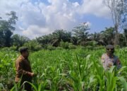 Polsek Tandun Monitoring Lahan Jagung Pipil Dukung Ketahanan Pangan Nasional