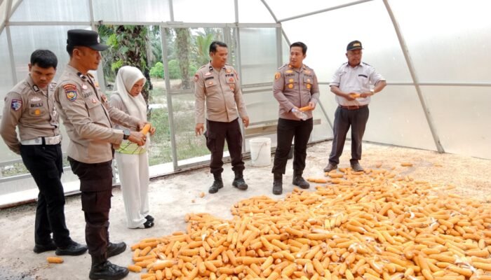 Polsek Tambusai Utara Dukung Petani Rantau Sakti